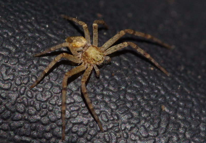 Philodromidae