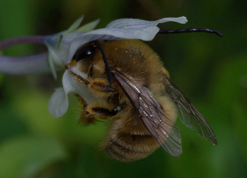 Eucera  o Tetralonia ?