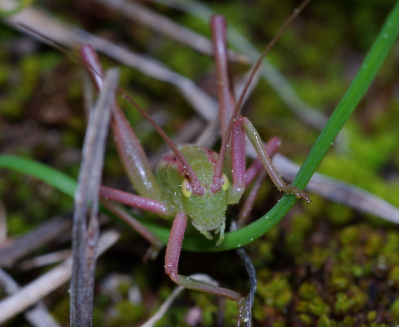 Ortottero verde rosa: Odontura arcuata (neanide)