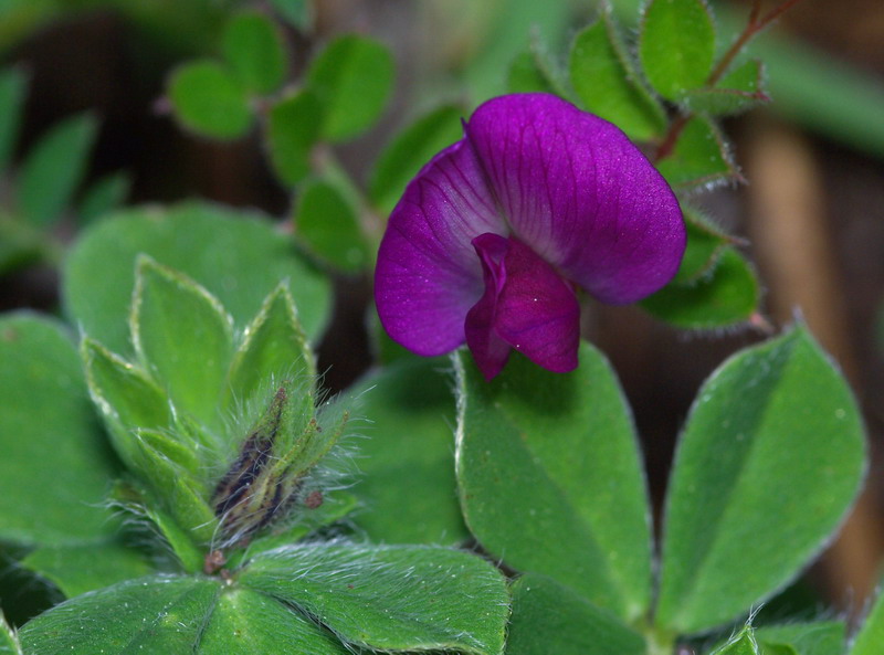 Leguminose.- Lathyrus sp.e Vicia cfr. villosa