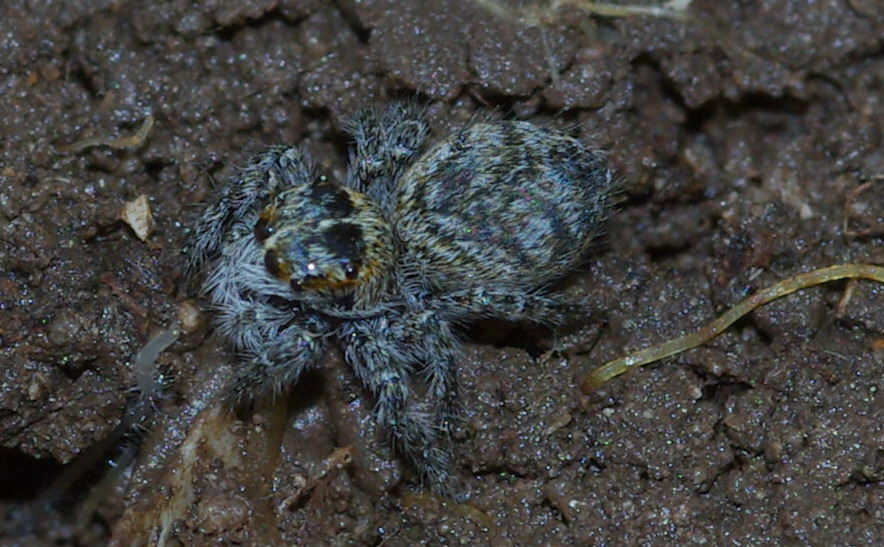 Icius sp.; Philaeus chrysops; Habrocestum cfr. egaeum