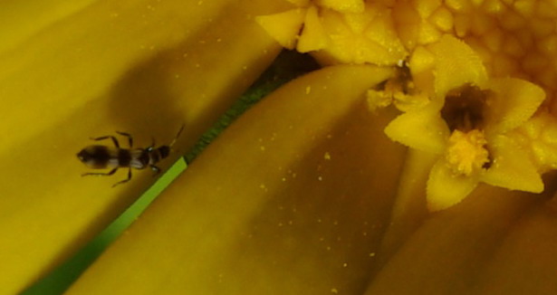 coleotteri mignon