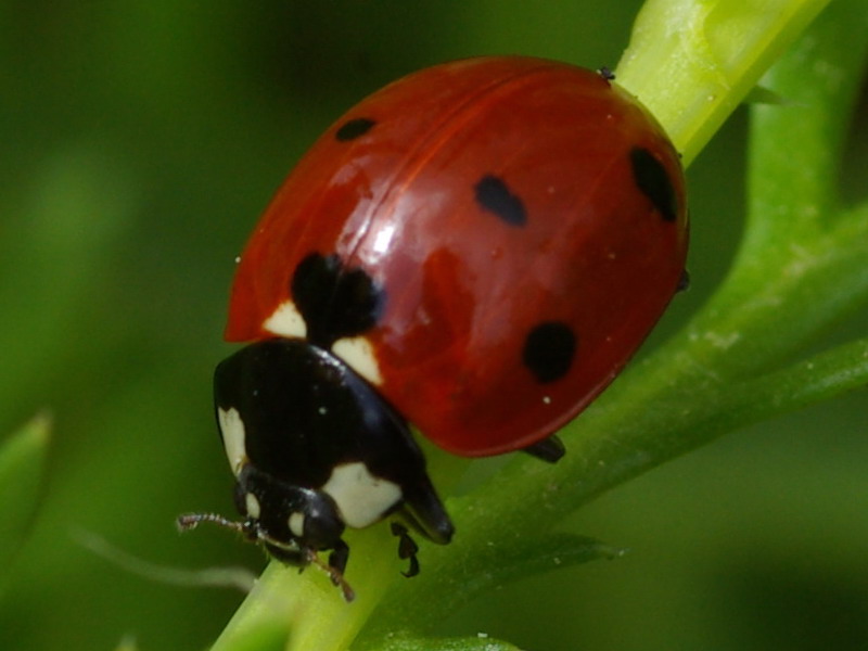 A spasso qua e l per la Sicilia.....incontri (non) 