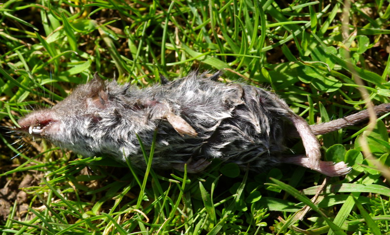 Toporagni siciliani - Suncus etruscus e Crocidura sicula