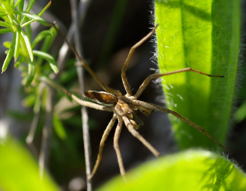 Pisaura sp.