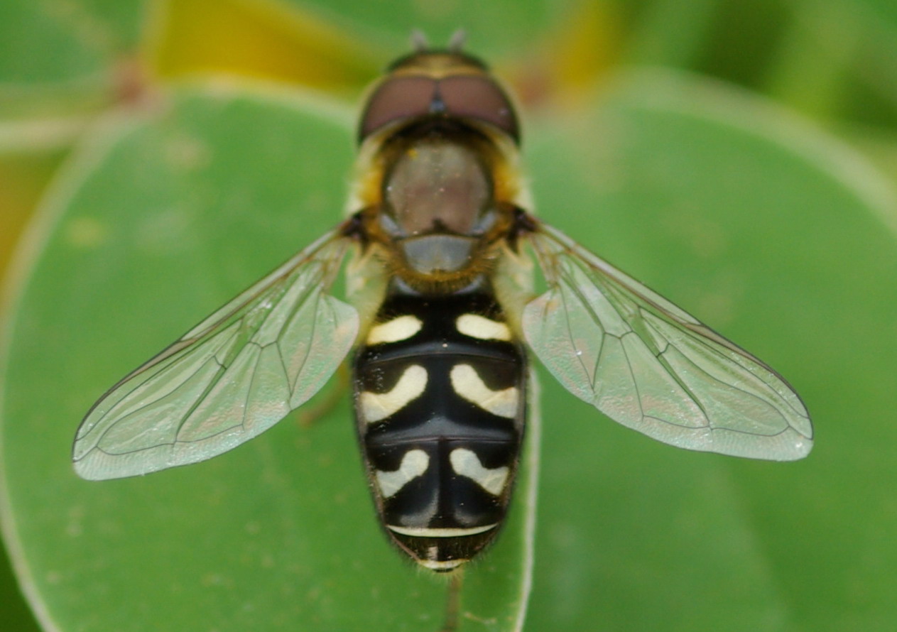 Scaeva pyrastri