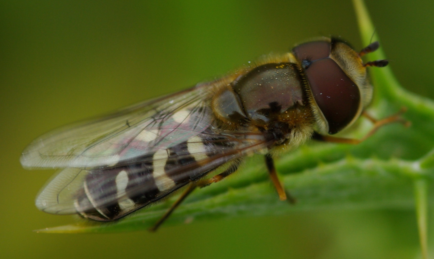 Scaeva pyrastri