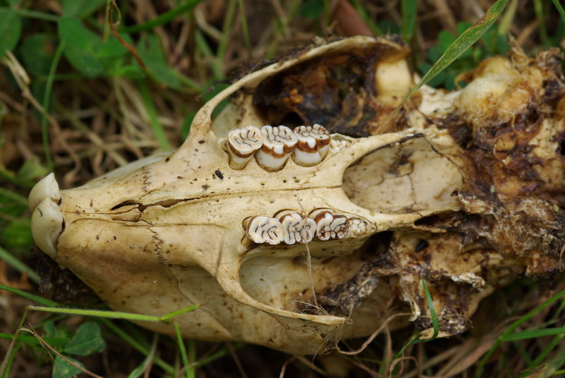 Cranio roditore