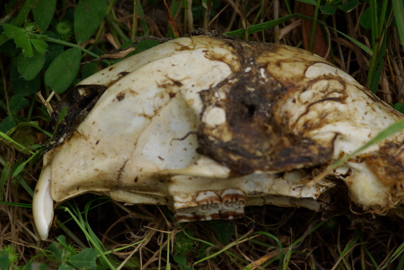 Cranio roditore