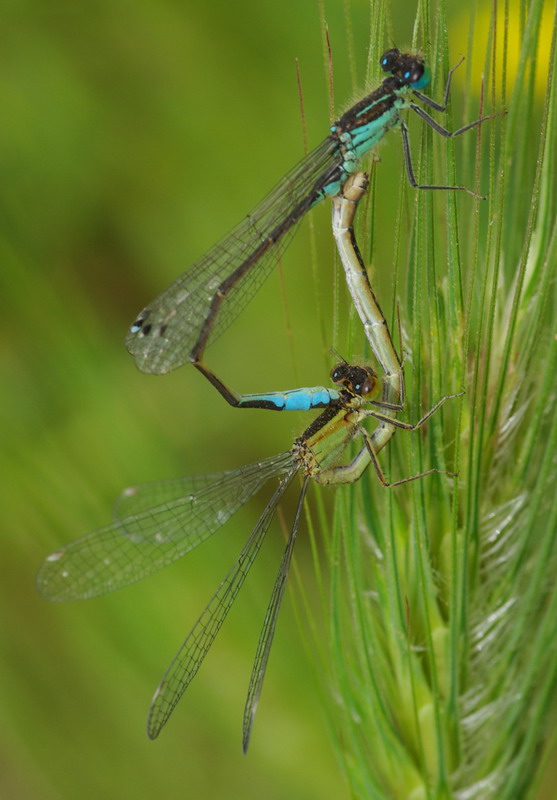 Coppia di Ischnura elegans