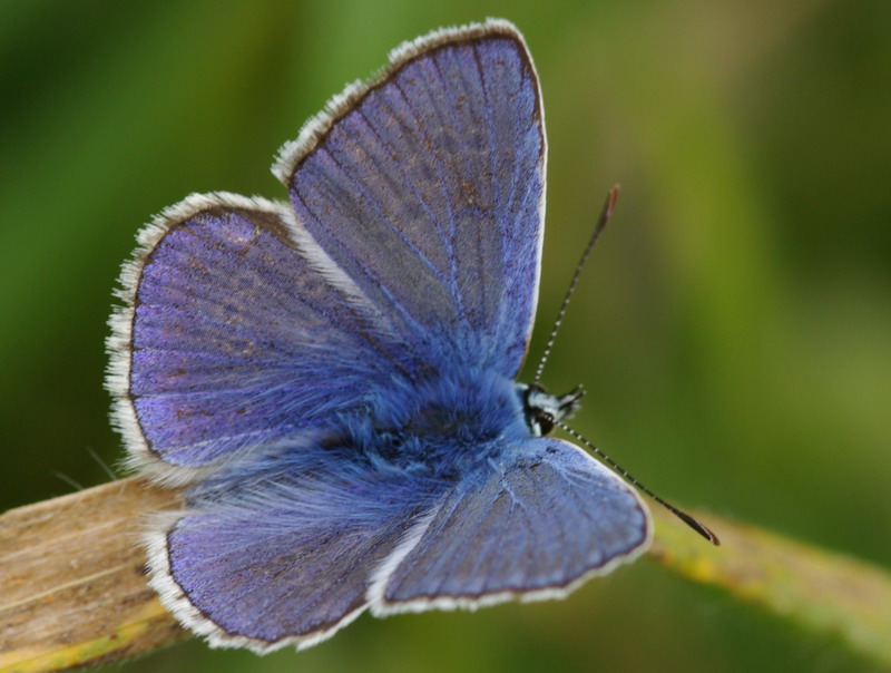 Polyommatus icarus maschio