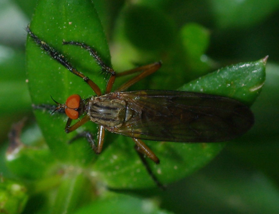 Empididae?