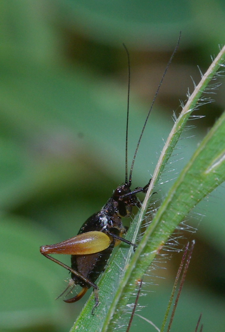Trigonidium cicindeloides femmina