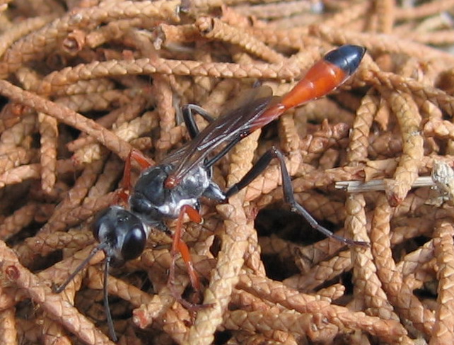 Ammophila sp