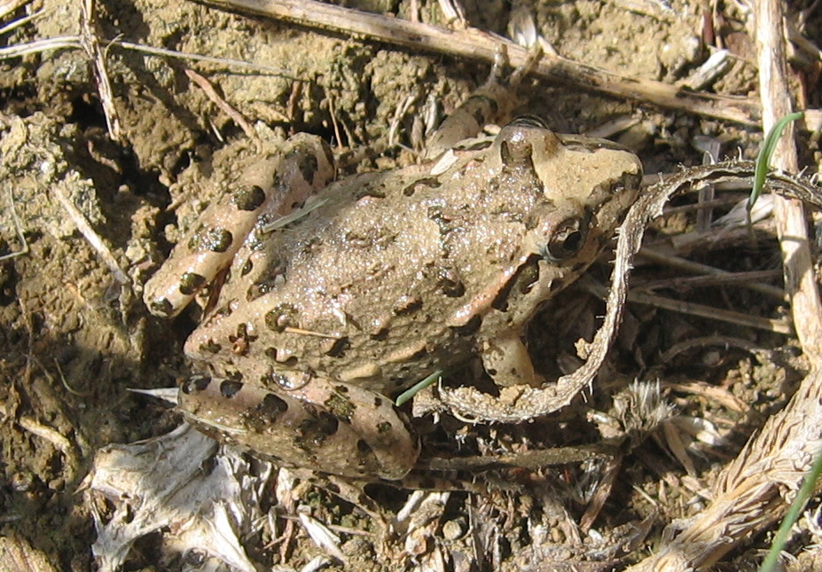 Discoglosso - Discoglossus pictus