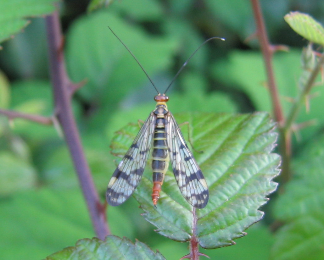 Panorpa sp.