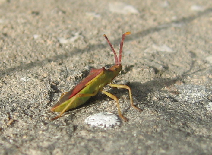 Gonocerus insidiator