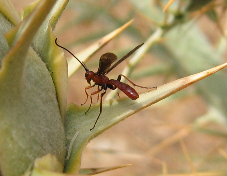 Ichneumonidae (?) e Gasteruptiidae: Gasteruption sp.