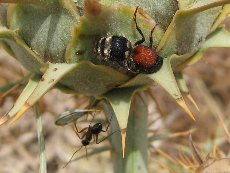 Tropidotilla litoralis, Smicromyrme fasciaticollis (Mutille)