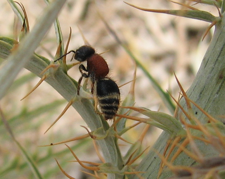 Tropidotilla litoralis, Smicromyrme fasciaticollis (Mutille)