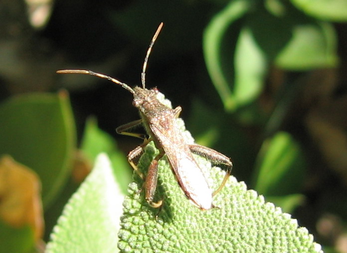 Camptopus, Nariscus e Riptortus