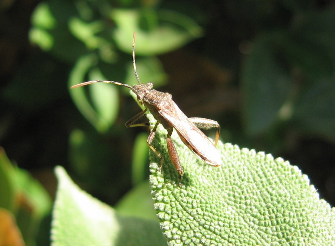 Camptopus, Nariscus e Riptortus