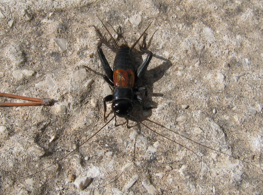 Gryllomorpha dalmatina e Grylloderes brunneri