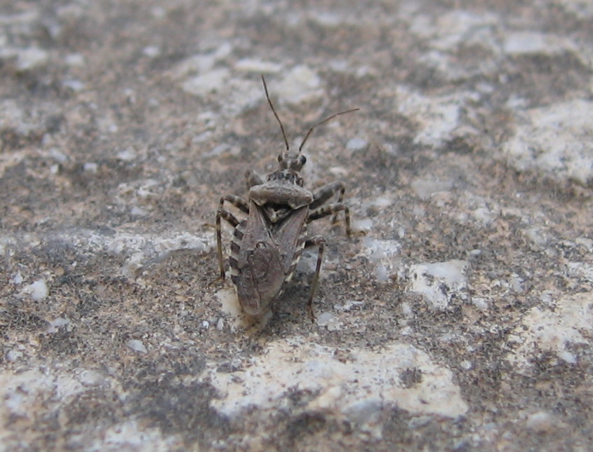 A proposito di Reduviidae Coranus cf.griseus