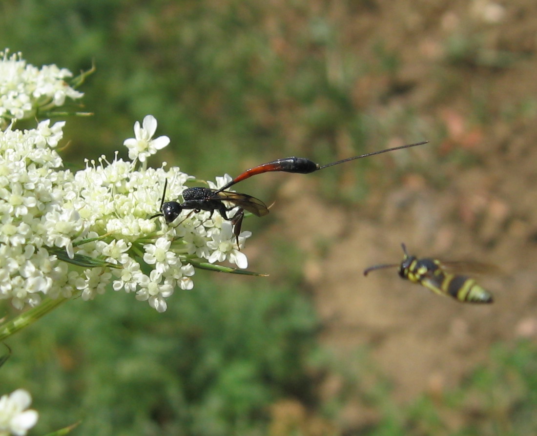 Ichneumonidae (?) e Gasteruptiidae: Gasteruption sp.