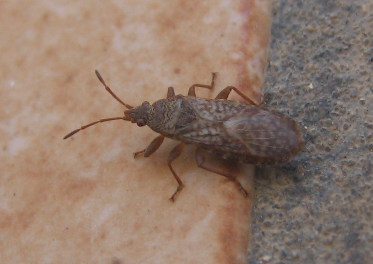 HETEROPTERA: CHIAVI DICOTOMICHE