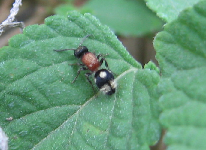 Tropidotilla litoralis, Smicromyrme fasciaticollis (Mutille)