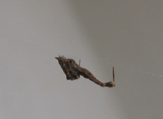 Uloborus sp.