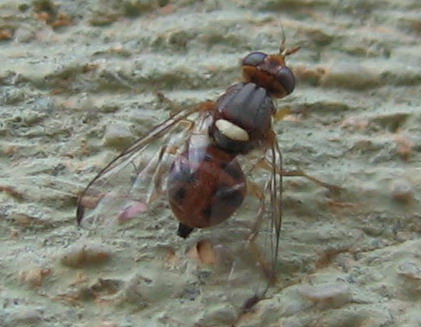 Tephritidae - Bactrocera cf. oleae