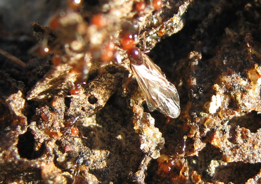 Camponotus barbaricus