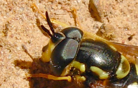 Chrysotoxum intermedium