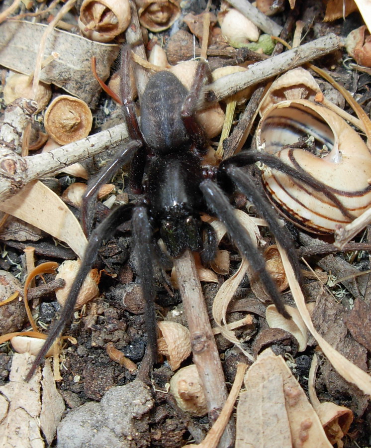 Segestria florentina
