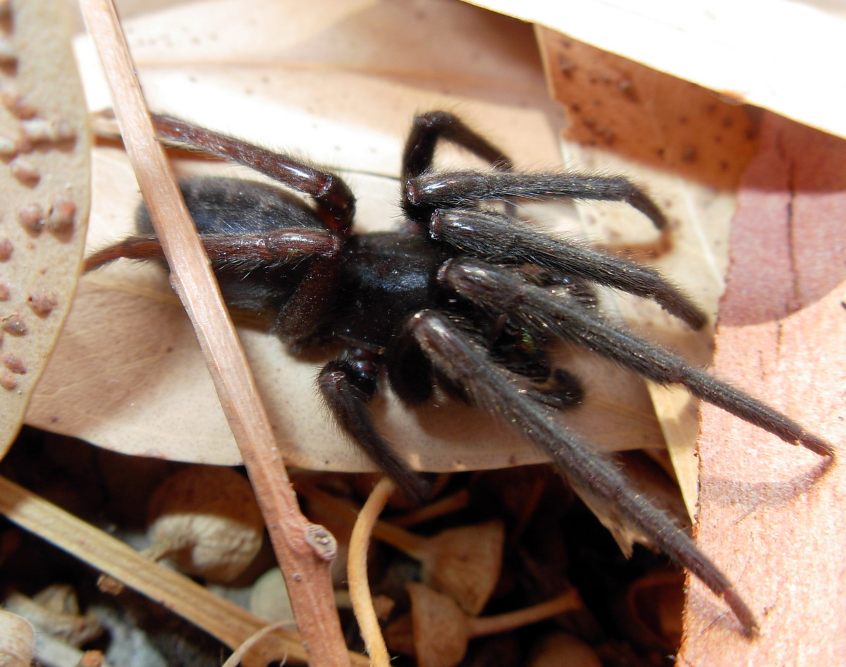 Segestria florentina