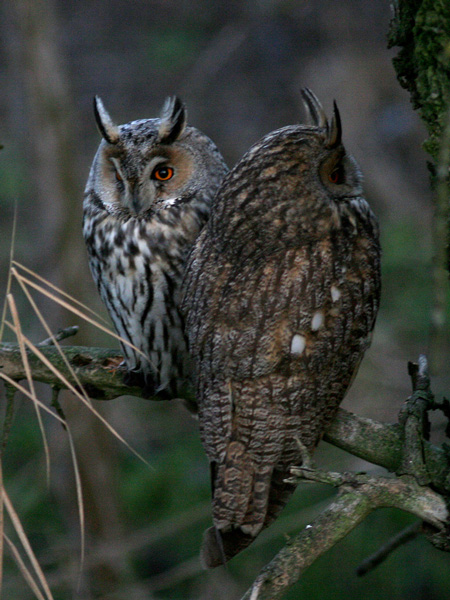 Roost gufi in pericolo ad Ostellato (Fe)