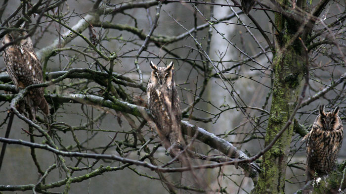 Roost gufi in pericolo ad Ostellato (Fe)