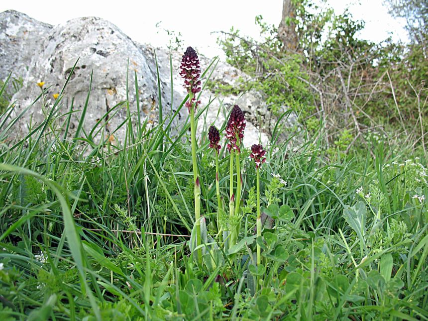 Orchis ustulata