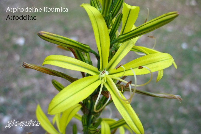 Asphodeline liburnica / Asfodelo della Liburnia