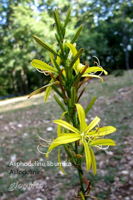 Asphodeline liburnica / Asfodelo della Liburnia