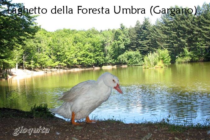 Pesce gatto