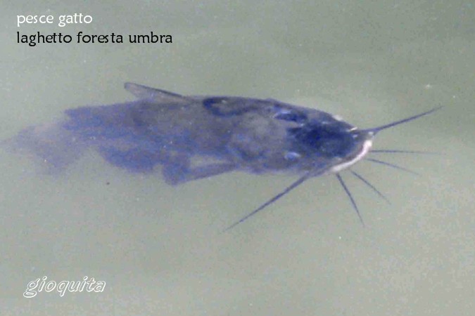 Pesce gatto