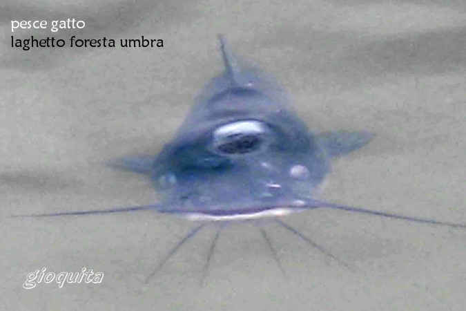 Pesce gatto