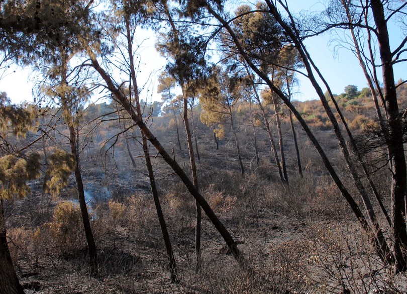 Incendio a Vieste (Gargano)