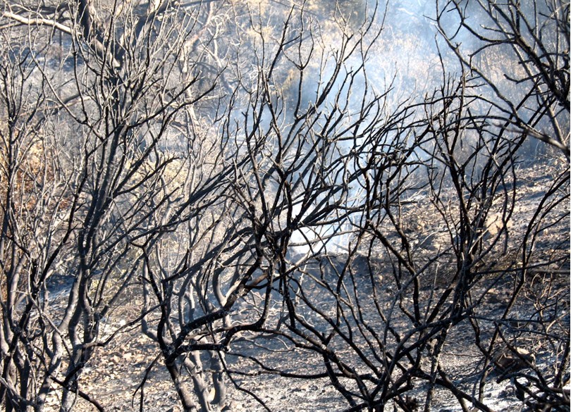 Incendio a Vieste (Gargano)