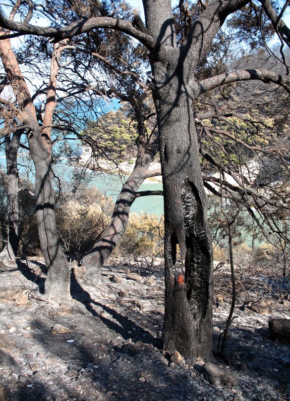 Incendio a Vieste (Gargano)
