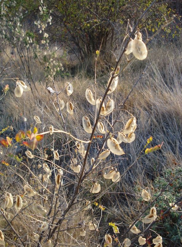 Colutea arborescens / Vescicaria