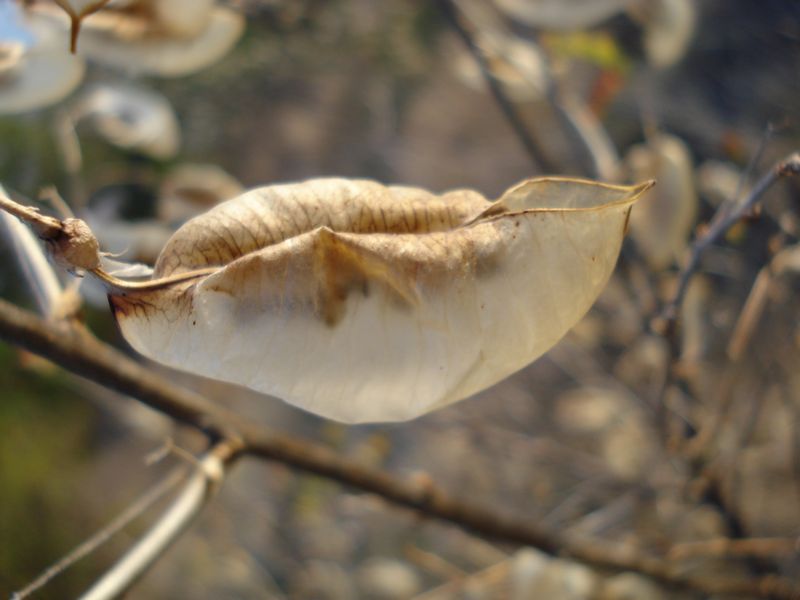 Colutea arborescens / Vescicaria